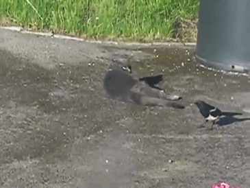 どんな動物でもカラス族にはかなわない。いきなり尻尾を引っ張られて弄ばれる動物たちの画像