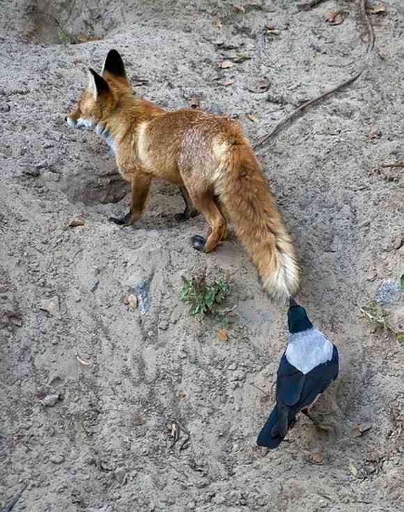 どんな動物でもカラス族にはかなわない。いきなり尻尾を引っ張られて弄ばれる動物たちの画像