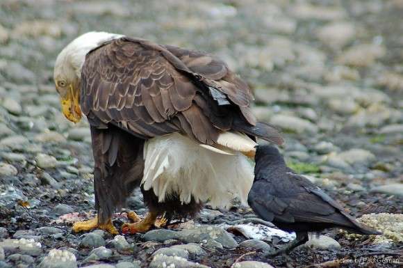 どんな動物でもカラス族にはかなわない。いきなり尻尾を引っ張られて弄ばれる動物たちの画像 : カラパイア