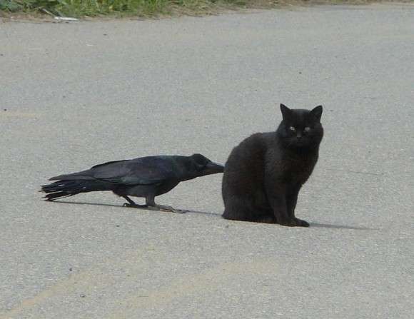 どんな動物でもカラス族にはかなわない。いきなり尻尾を引っ張られて弄ばれる動物たちの画像