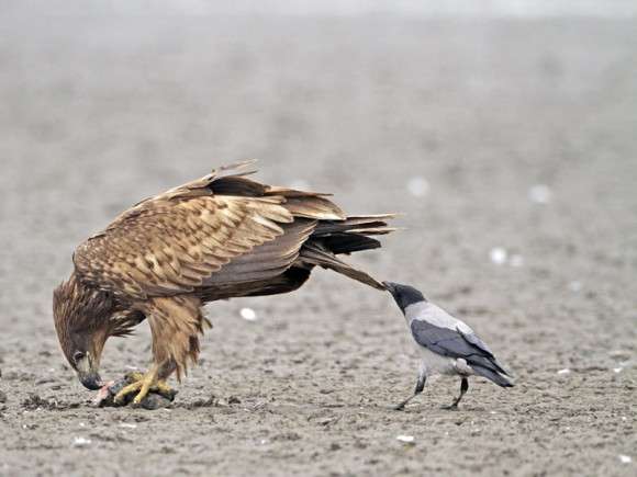 どんな動物でもカラス族にはかなわない。いきなり尻尾を引っ張られて弄ばれる動物たちの画像