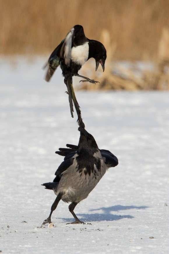 どんな動物でもカラス族にはかなわない。いきなり尻尾を引っ張られて弄ばれる動物たちの画像