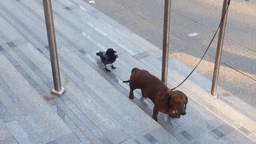 どんな動物でもカラス族にはかなわない。いきなり尻尾を引っ張られて弄ばれる動物たちの画像