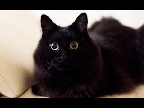 しゃべるねこ、しおちゃんの「おむかえ」集 - Talking cat Theo greeting his "Papa" - YouTube