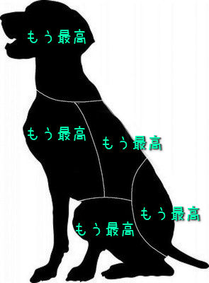 どこを撫でればうれしいニャン？科学がついに解き明かした正しい猫のモフり方（英研究）