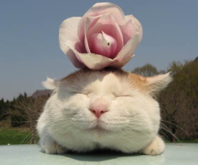 画像にそれっぽいタイトルをつけてみるトピ