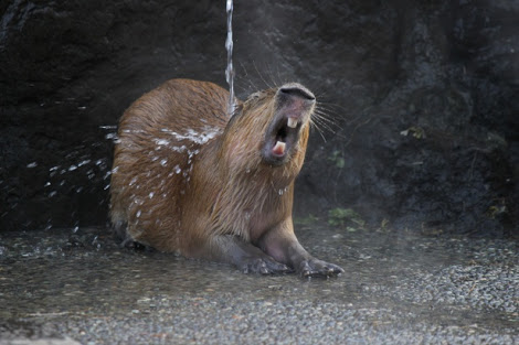 笑える動物の画像下さい（セリフ付き）