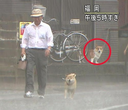 玄関までお見送りしてくれる史上最強にカワイイうさぎが見つかった!!