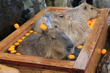 笑える動物の画像下さい（セリフ付き）