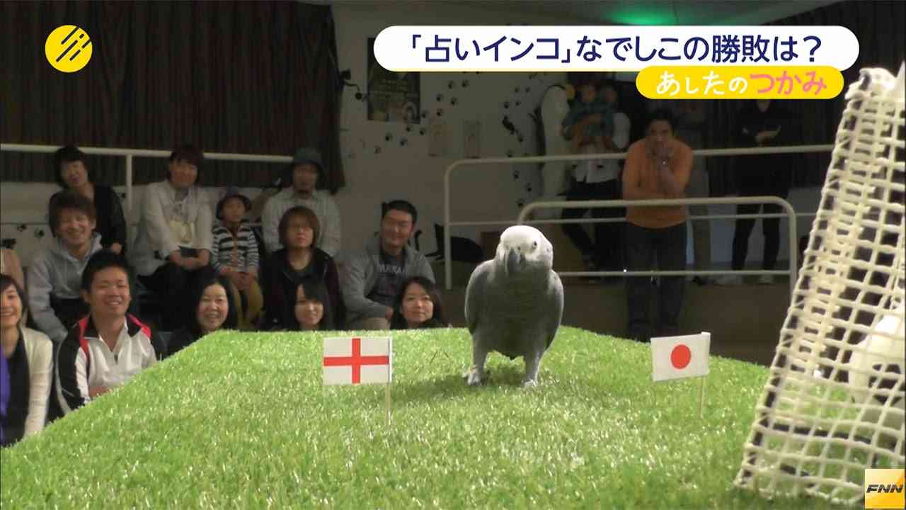 サッカー女子W杯　「占いインコ」が日本勝利を予想しました。(15/07/02) - YouTube