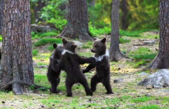 “今季最高のクマ写真”が人気、米コロラド大学に出現「フォーリン・ベアー2.0」