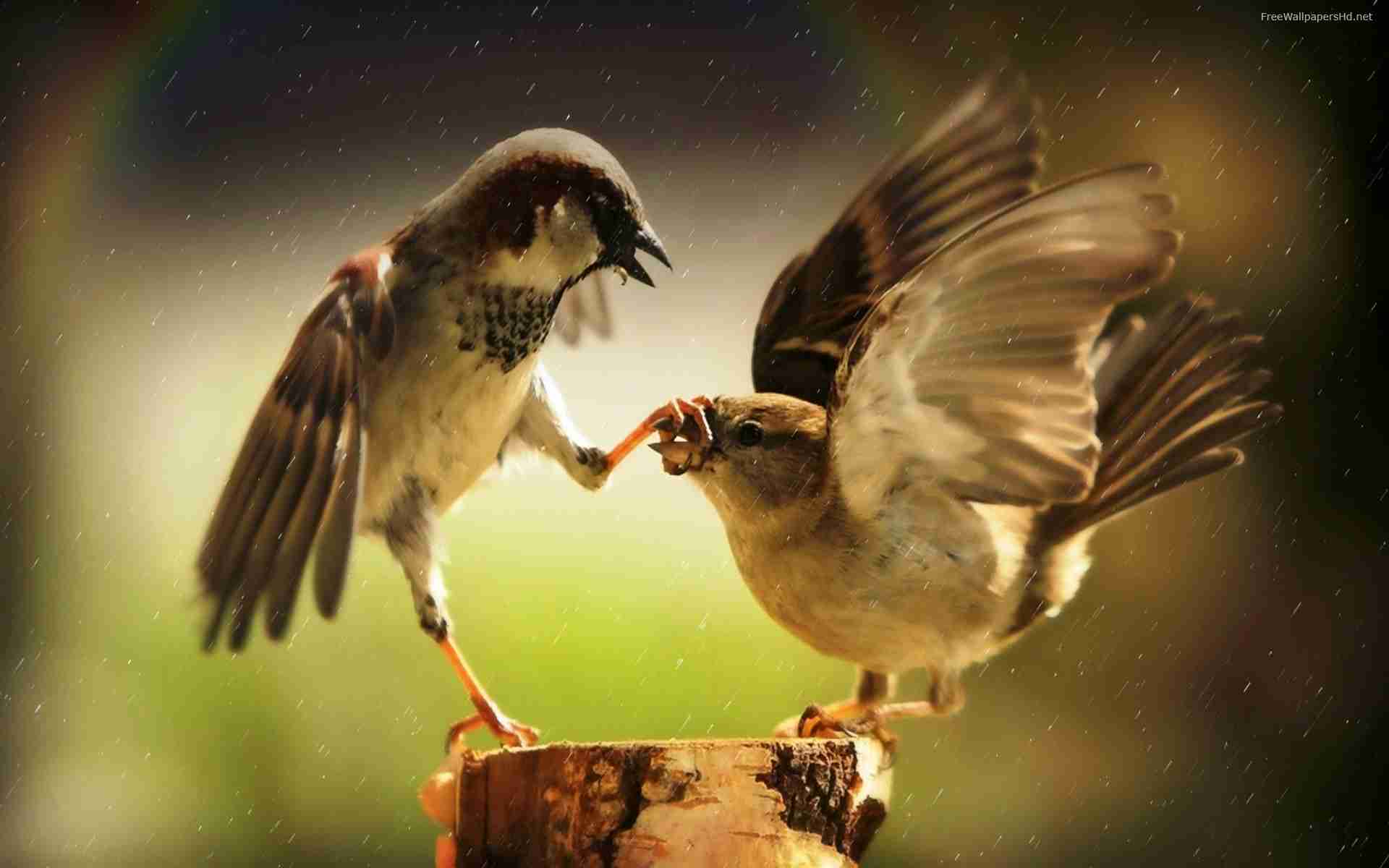 鳥の画像を貼っていく