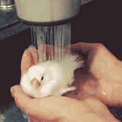鳥の画像を貼っていく