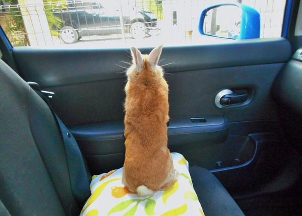 車の中から景色を見たかったけど、見えなかったウサギが可愛いｗ