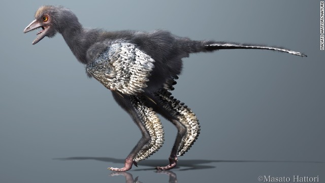 鳥の画像を貼っていく
