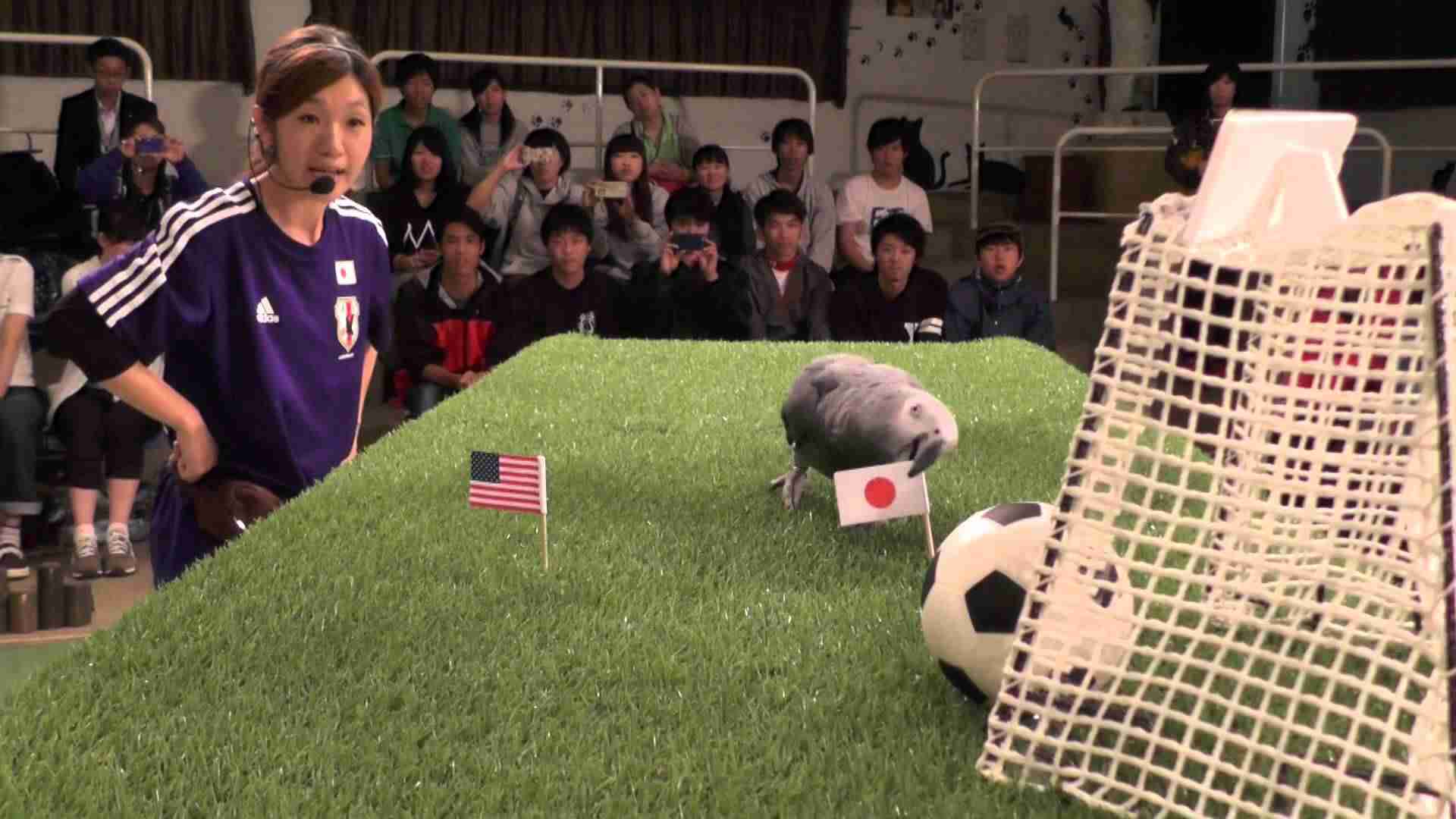 那須どうぶつ王国　2015年女子サッカーＷ杯勝敗占い - YouTube