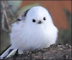 鳥の画像を貼っていく