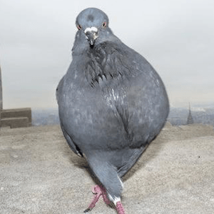 笑える動物の画像下さい（セリフ付き）
