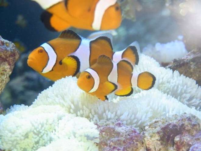 JR横浜駅の中に「ミニ水族館」 横浜・八景島シーパラダイスの生き物が登場