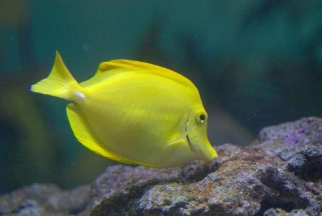 JR横浜駅の中に「ミニ水族館」 横浜・八景島シーパラダイスの生き物が登場
