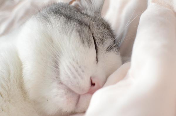 朝起きて最初に見る天使のようなネコ写真が悶絶すぎるｗｗ