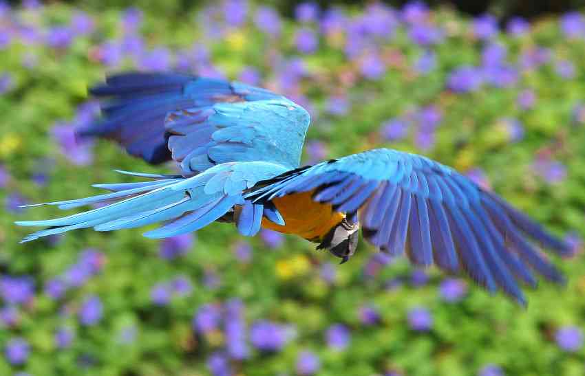 鳥の画像を貼っていく