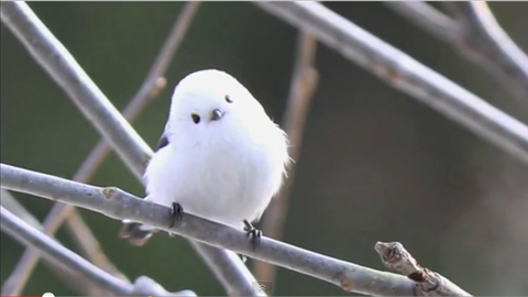 鳥の画像を貼っていく