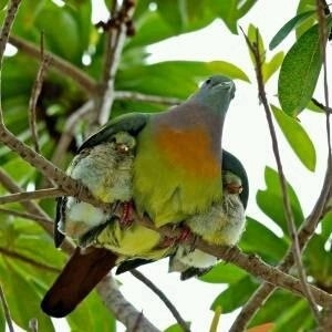 鳥の画像を貼っていく