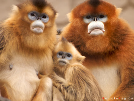 笑える動物の画像下さい（セリフ付き）