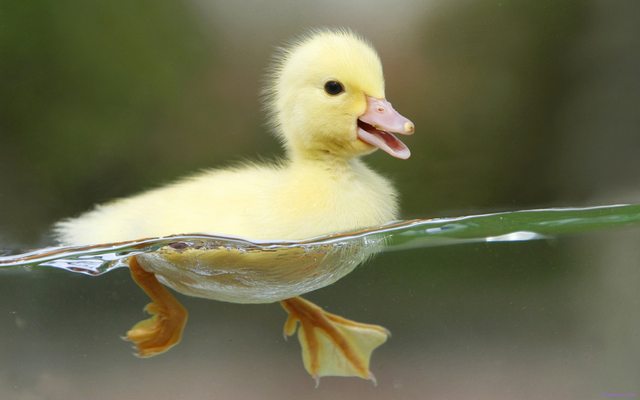 鳥の画像を貼っていく