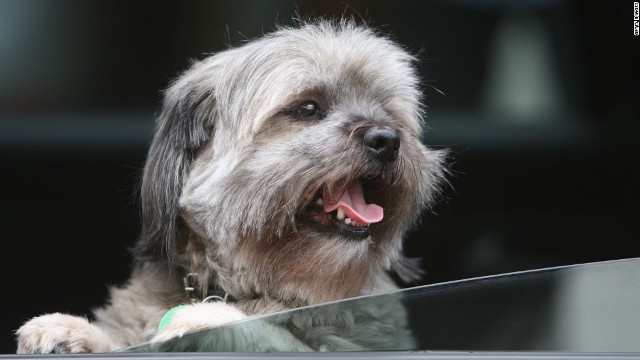 炎天下の車に放置された犬を見かけた男性、車の窓ガラスを破って救出！逮捕されるが無罪放免に