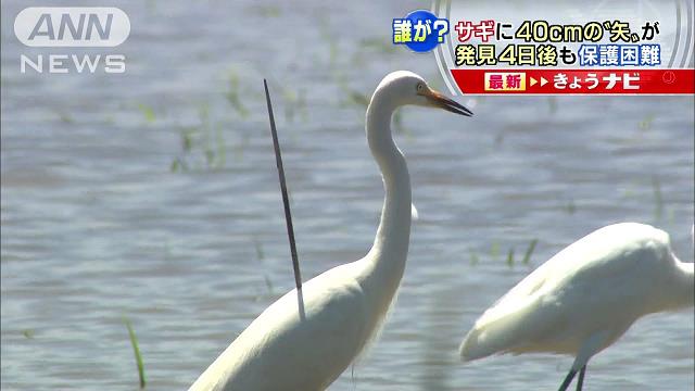 【閲覧注意】シラサギに矢？体に貫通したまま飛ぶ…大分県の職員が保護を試みるも難航
