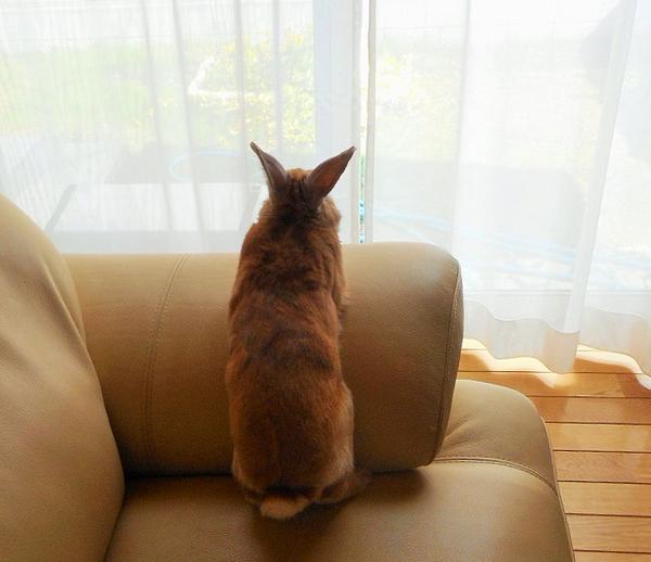 玄関までお見送りしてくれる史上最強にカワイイうさぎが見つかった!!