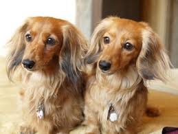 おすすめの小型犬を教えてください。