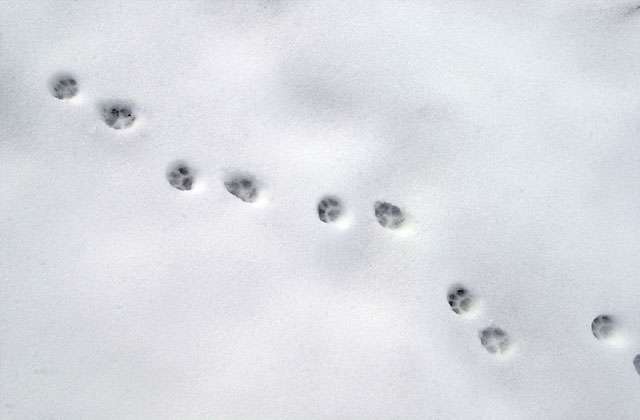 雪景色の写真を見て涼むトピ