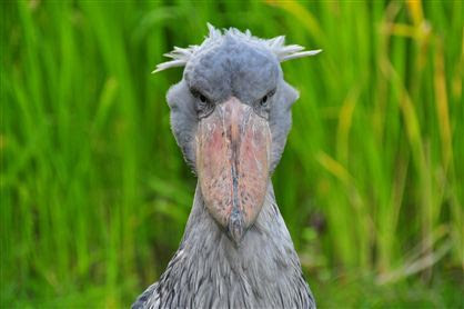 笑える動物の画像下さい（セリフ付き）