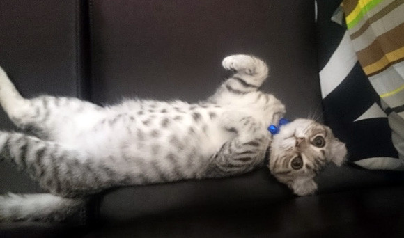 どこを撫でればうれしいニャン？科学がついに解き明かした正しい猫のモフり方（英研究） : カラパイア