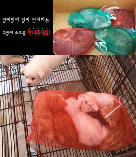 【フジ】27時間テレビのキャッチフレーズ「Do Honky」、白人への人種差別用語と判明し炎上