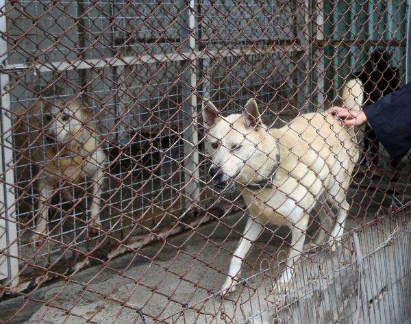 米ＮＹで韓国の犬肉食への抗議デモが発生・・韓国ネットは「なぜ韓国だけ問題にする？」「あなたたちとは関係ない」 （FOCUS-ASIA.COM） - Yahoo!ニュース