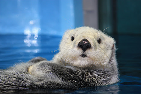 笑える動物の画像下さい（セリフ付き）