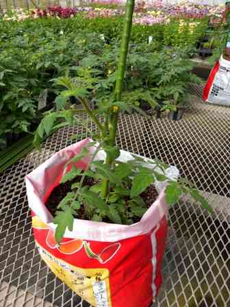 プランター菜園している方いますか？
