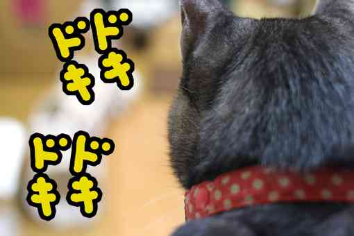 平然を装っているが内心ではドキドキしていること