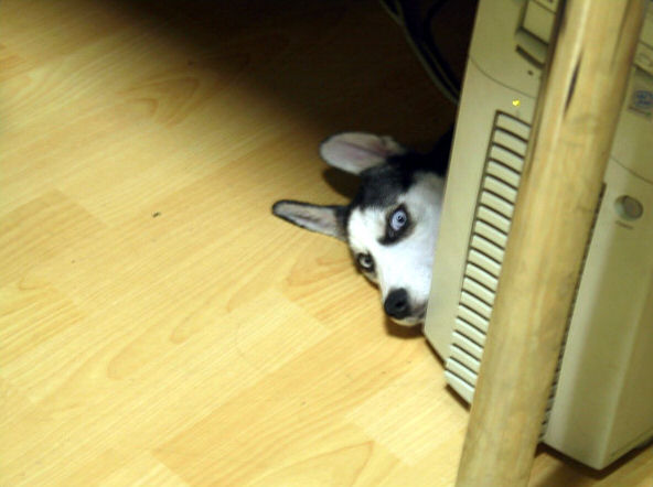 笑える動物の画像下さい（セリフ付き）