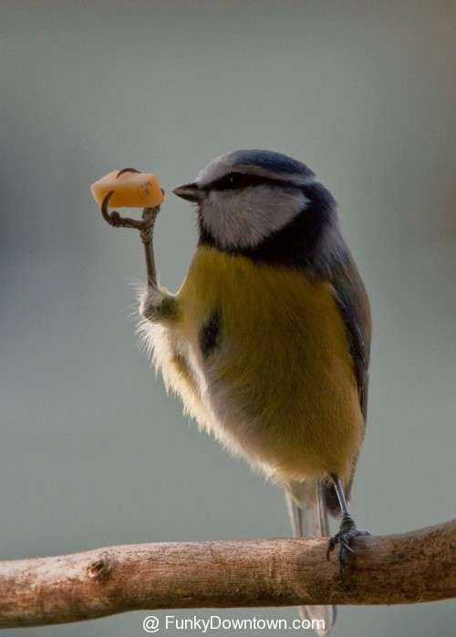 鳥の画像を貼っていく