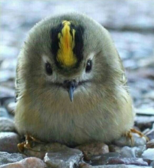 鳥の画像を貼っていく