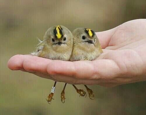 鳥の画像を貼っていく