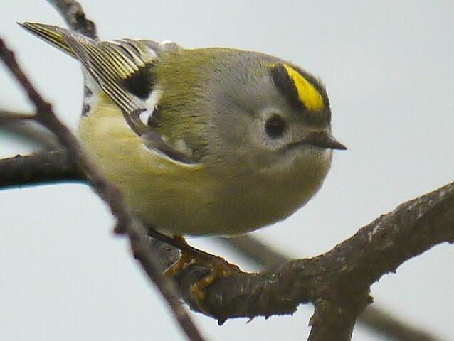 鳥の画像を貼っていく