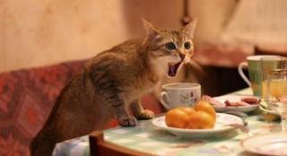 猫舌の人集まれ〜