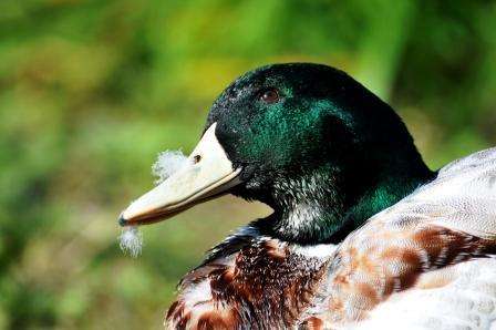 鳥の画像を貼っていく