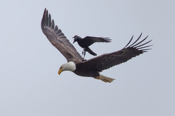 この横着者…カラスが自分で飛ばずにワシの背中に乗って飛ぶ